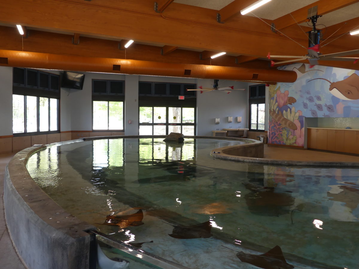 Stingray Bay Touch Tank, Kansas City Zoo MegaKC